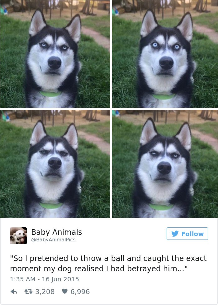Top 20 best dog tweets "So I pretended to throw a ball and caught the exact moment my dog realised I had betrayed him..."